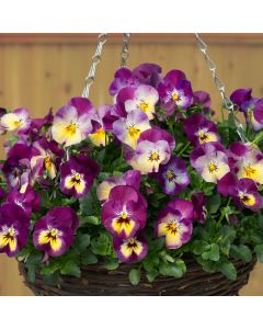 Pansy Cool Wave Raspberry Swirl | 5 Large Plug Plants