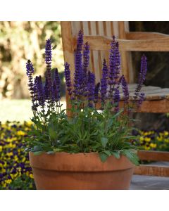 Salvia Salvatore Blue| Garden Ready Perennial 9cm Pot