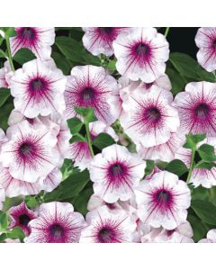 Surfinia Rose Vein |Tray of 84 Large Plug Plants