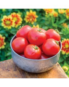 Tomato Crimson Crush (Outdoor Tomato)| 3 x 6cm Potted Tomato Plants