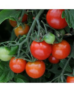 Tomato Totem Red (Bush)| 3 x 6cm Potted Tomato Plants