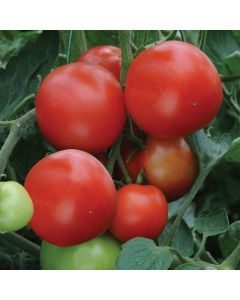 Tomato Alicante| 3 x 6cm Potted Tomato Plants