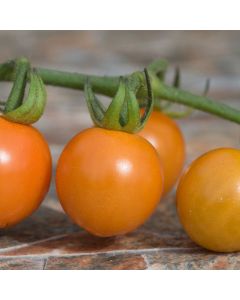 Tomato F1 Honeycomb | 3 x 6cm Potted Tomato Plants
