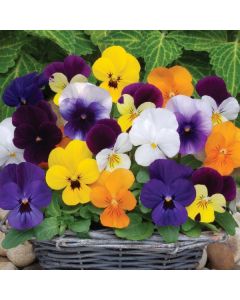 Viola Sorbet Mixed (Autumn and Winter Flowering) | Tray of 350 Plug Plants