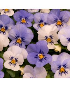 Viola Sorbet Yesterday, Today & Tomorrow | Tray of 350 Plug Plants