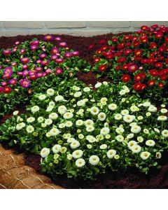 Bellis Daisies Galaxy Mixed | Tray of 40 Plug Plants