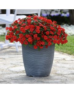 Impatien Beacon Bright Red (Busy Lizzie) | Tray of 40 Plug Plants