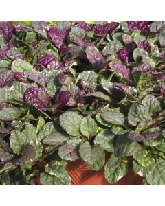 Ajuga Burgundy Glow | Pack of 3 Garden Ready 6cm Peat Pots
