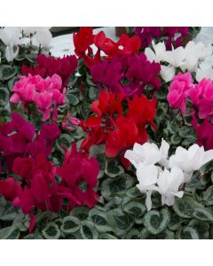 Cyclamen F1 Metis Mixed | 3 x 6cm Garden Ready Biodegradable Potted Plants