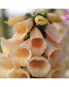 Digitalis Dalmatian Peach F1 (Foxglove)  | Garden Ready Perennial 9cm Pot