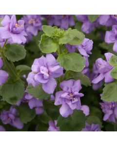 Bacopa Double Ballerina Indigo Blue | 5 Large Plug Plants