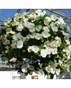 Pansy Cool Wave White | 5 Large Plug Plants