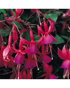 Fuchsia Beacon (Hardy Bush) | Tray of Large 42 Plug Plants