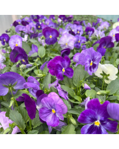 Pansy Matrix Lavender Shades | Tray of 10 x 5cm Garden Ready Plants