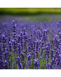 Lavender Munstead | Tray of 40 Plug Plants