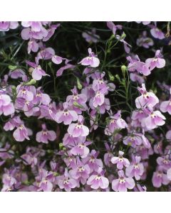 Lobelia Trailing Lilac | Tray of 40 Plug Plants
