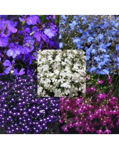 Lobelia Bush String Of Pearls Mixed | Tray of 40 Plug Plants