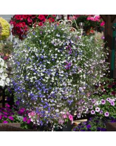 Lobelia Trailing Fountain Mixed | Tray of 40 Plug Plants