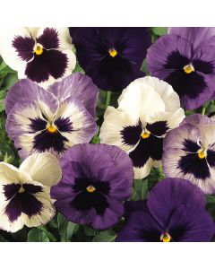 Pansy Matrix Ocean Breeze Mixed | Tray of 350 Plug Plants