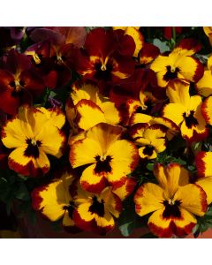 Pansy Trailing Freefall XL Fire | Pack of 3 Garden Ready 7cm Pots
