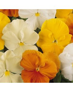 Pansy Matrix Citrus Mixed | Tray of 350 Plug Plants