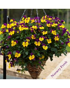 Pansy Trailing Freefall Purple Wing| Pack of 3 Garden Ready 7cm Pots