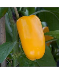 Pepper Snack Pepper Yellow | Pack of 3 Garden Ready 6cm Peat Pots