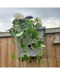 Go IllumiNest Grey / Silver Raised Hanging Solar Fence Planter/Bird Box