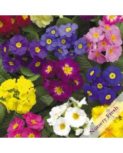 Polyanthus Crescendo Mixed | Pack of 3 Garden Ready 7cm Pots