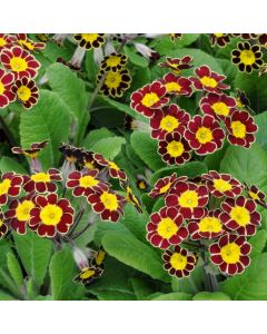 Polyanthus Victoriana Gold Lace | Tray of 230 Plug Plants