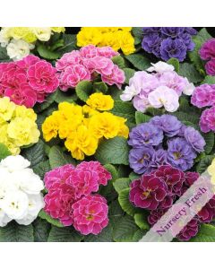 Primrose Rubens Mixed | Pack of 3 Garden Ready 7cm Pots