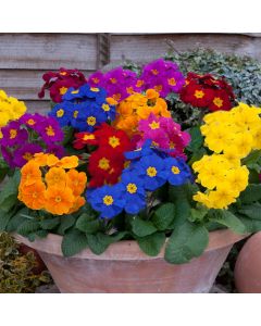 Polyanthus Crescendo Mixed | Tray of 350 Plug Plants