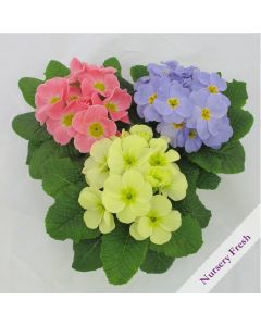 Primrose Candy Mixed  | Pack of 3 Garden Ready 7cm Pots