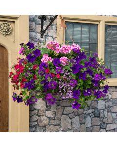 Sophistication EasiPlant Basket | 30cm Hanging Basket Speed Planter
