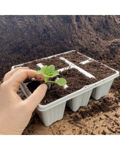 6 Cell Recyclable Grey Plastic Plant Tray | Box of 456