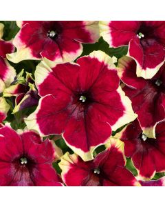 Surfinia Burgundy Yellow Picotee | 5 Large Plug Plants