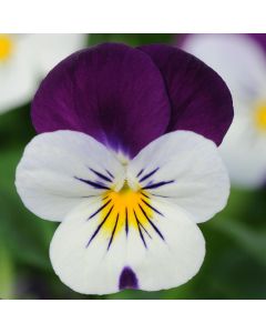 Viola Sorbet White Jump Up | Tray of 10 x 5cm Garden Ready Plants