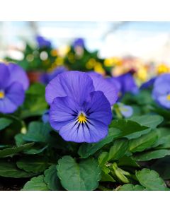 Viola Sorbet True Blue | Tray of 10 x 5cm Garden Ready Plants