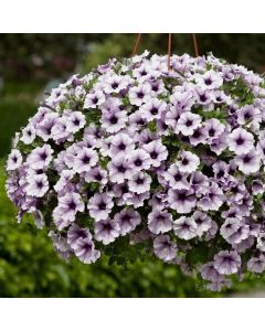 Surfinia Blue Vein | 3 x 6cm Garden Ready Biodegradable Potted Plants