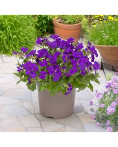 Aubrieta Just Spring Blue | 1 Litre Garden Ready Plant