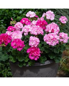 Geranium Flic Flac Violet Nova | 5 Large Plug Plants