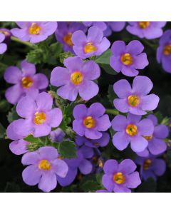 Bacopa MegaCopa Blue | 3 x 6cm Garden Ready Biodegradable Potted Plants