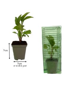 Cupressus macrocarpa Wilma (Mini Conifer) | 9cm Garden Ready Plant