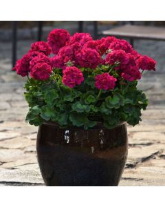 Geranium Galaxy Lilac | 3 x 6cm Garden Ready Biodegradable Potted Plants
