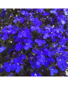 Lobelia Crystal Palace | 5 x 6cm Garden Ready Biodegradable Potted Plants