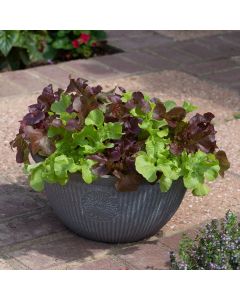 Lettuce Buddies Mix | Pack of 15 Plug Plants