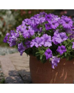Surfinia Heavenly Blue | 3 x 6cm Garden Ready Biodegradable Potted Plants