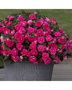 Impatiens Double Glimmer Hot Pink | 5 x 6cm Garden Ready Biodegradable Potted Plants