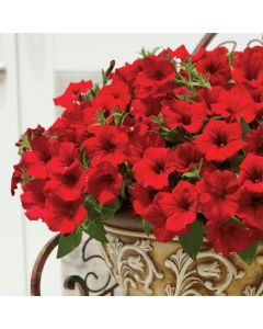 Surfinia Deep Red | 3 x 6cm Garden Ready Biodegradable Potted Plants