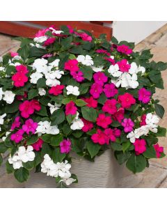 Impatien Beacon Berrie Smoothie Mixed | 5 x 6cm Garden Ready Biodegradable Potted Plants